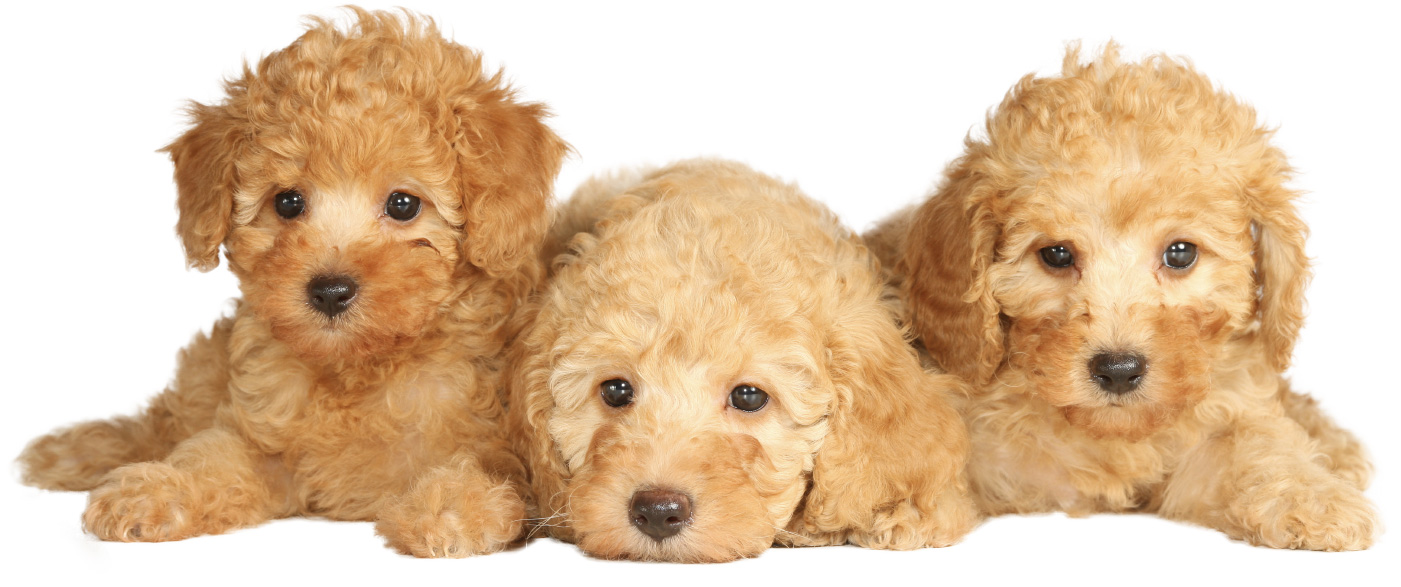 Reducing Separation Anxiety in Puppies